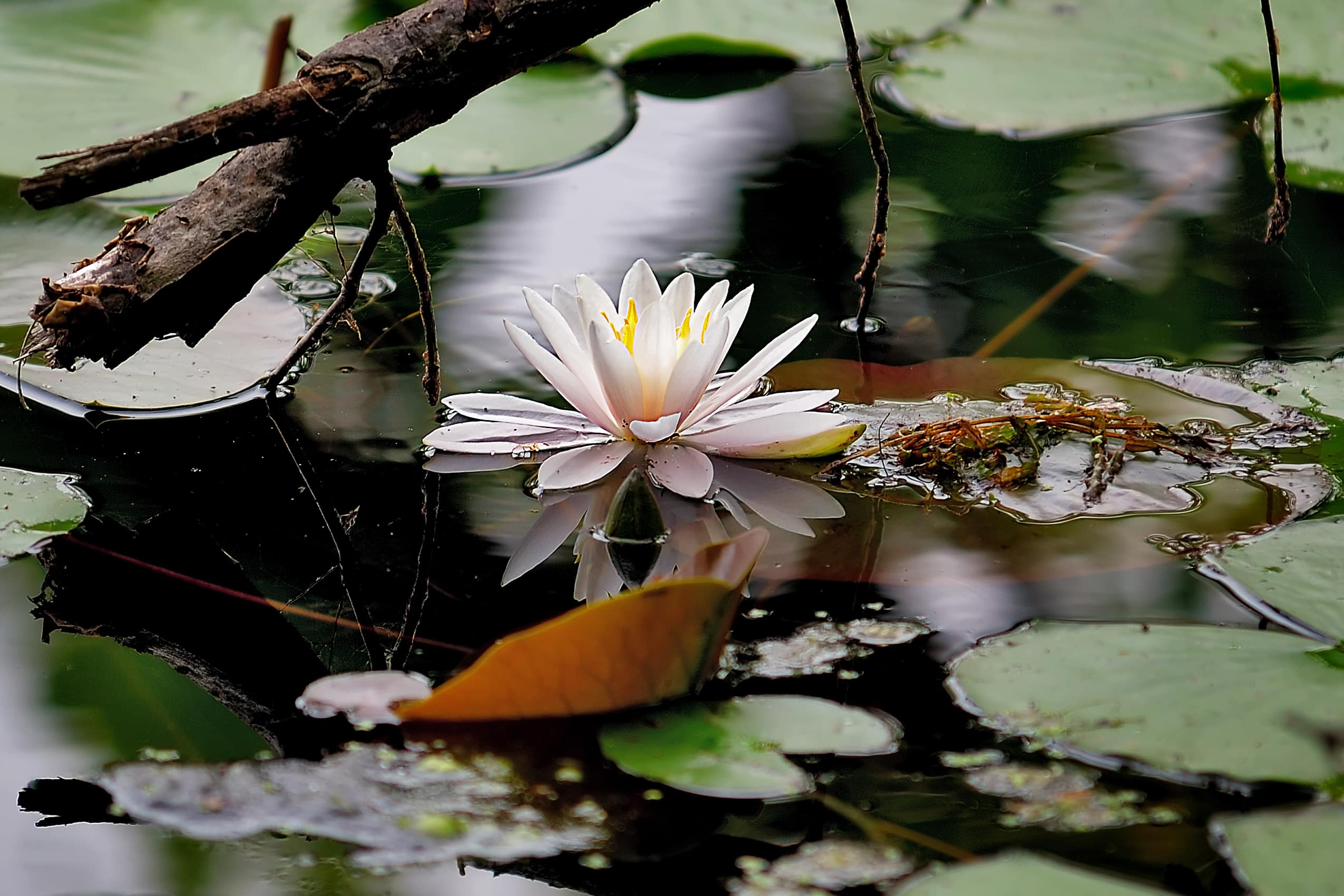 Vannlilje i friskt vannmiljø